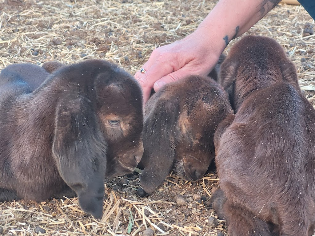 Pindari Park Goats & Farmstay | 9290 Goyder Hwy, Stuart SA 5320, Australia | Phone: 0409 707 436
