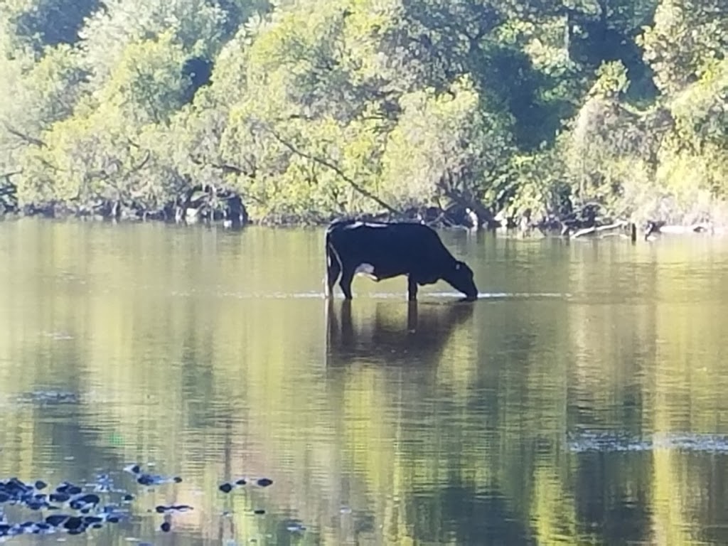 The Ponds Farm Stay | 116 Maineys Rd, Turners Flat NSW 2440, Australia | Phone: 0406 702 575