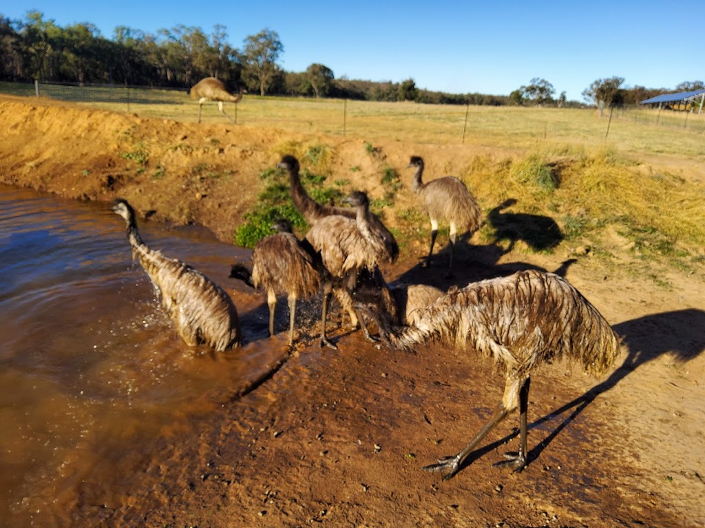 The Emu Hive | lodging | Carmichaels Lane, Coonabarabran NSW 2357, Australia | 0450511580 OR +61 450 511 580