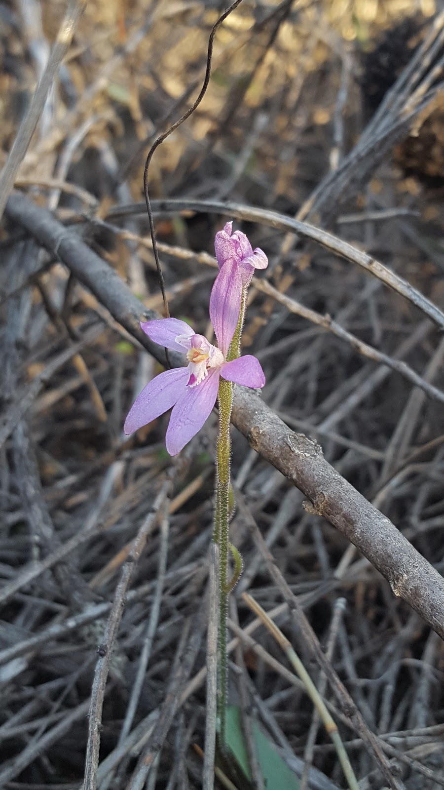 Macrocarpa Walk Trail | Corrigin-Kulin Rd, Kulin West WA 6365, Australia | Phone: (08) 9880 1021