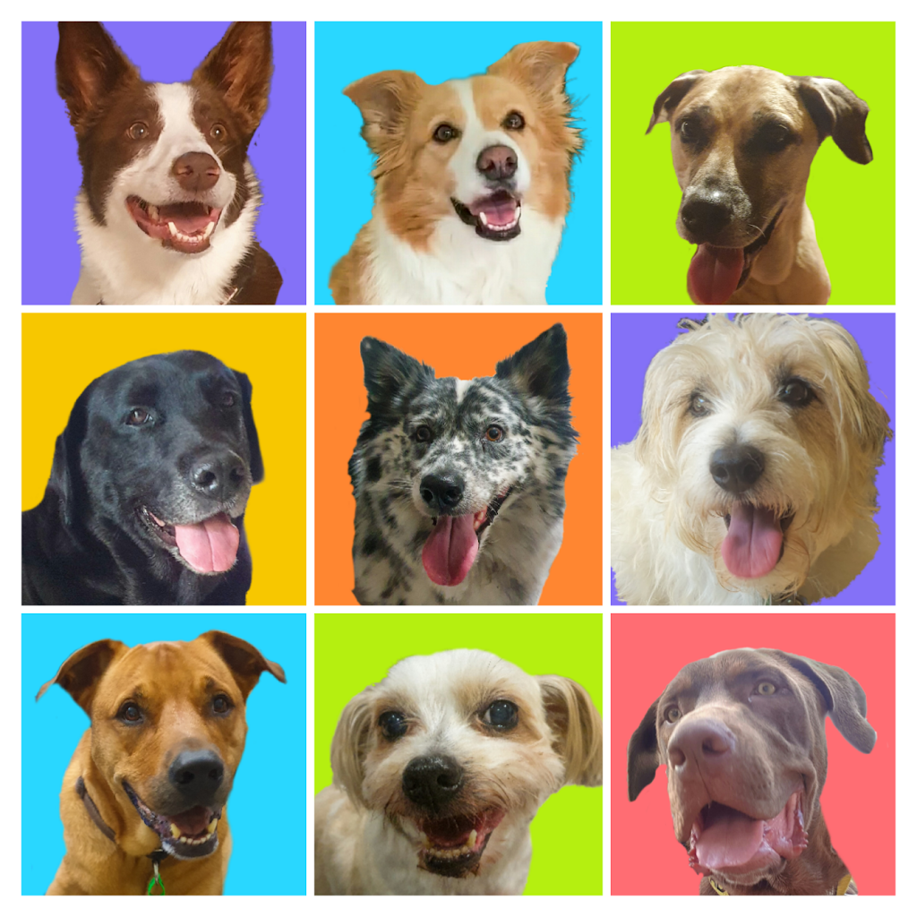 Dog Tales - Canine Bowen Therapy | 17 Warrnambool St, Trinity Park QLD 4879, Australia | Phone: 0410 052 795