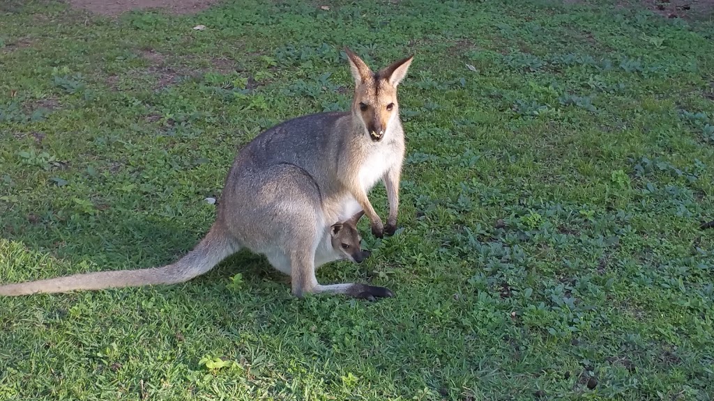 Fraser Coast Wildlife Sanctuary Inc | 31, Mungar Rd, Oakhurst QLD 4650, Australia | Phone: (07) 4122 2080