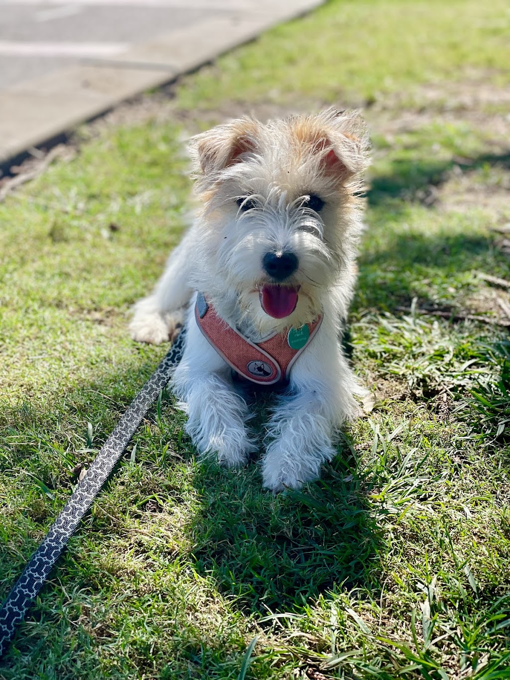 Jackford Jack Russell Terriers | Wheelbarrow Ridge Rd, Lower Portland NSW 2756, Australia | Phone: 0405 296 536