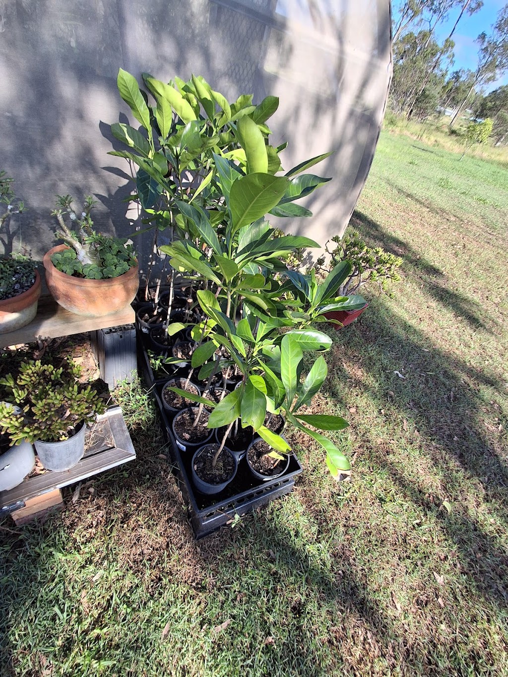 Astoz Plant Sales | 399 Windsor Dr, Mount Hallen QLD 4312, Australia | Phone: 0400 791 956