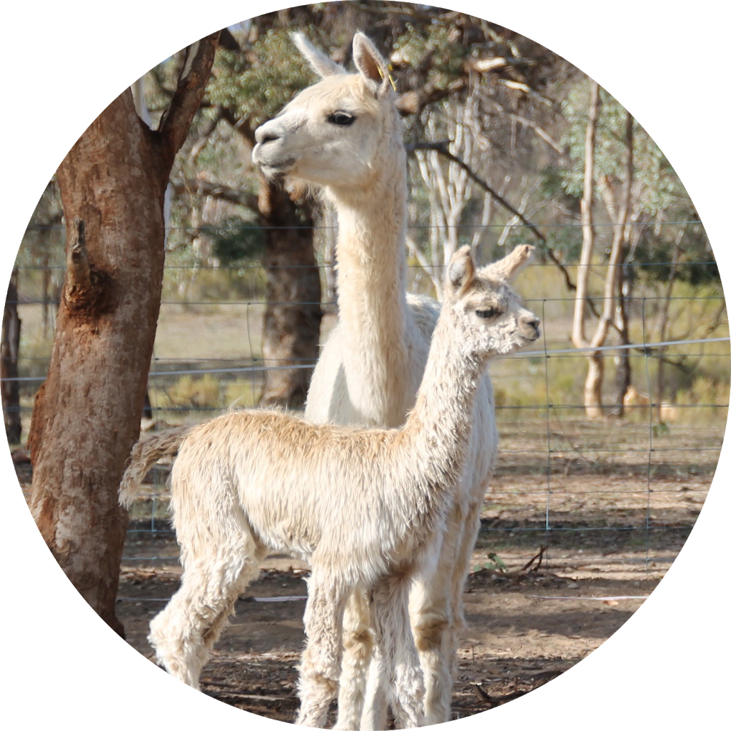 Mandala Alpacas | food | Kandara, 120 Windles Ln, Rylstone NSW 2849, Australia | 0410577667 OR +61 410 577 667