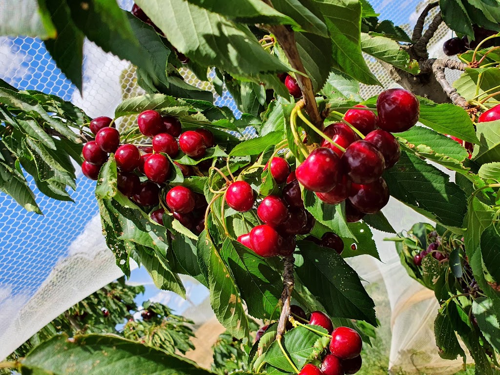 Harben Vale Pick Your Own Cherries |  | 34 Altmanns Rd, Balhannah SA 5242, Australia | 0439001962 OR +61 439 001 962