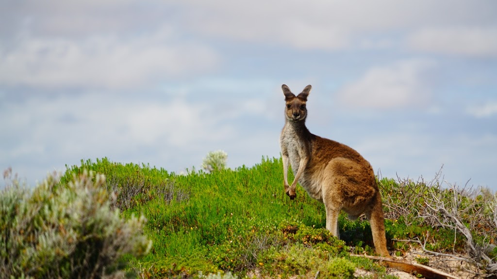 West Cape Lighthouse | museum | Unnamed Road, Inneston SA 5577, Australia