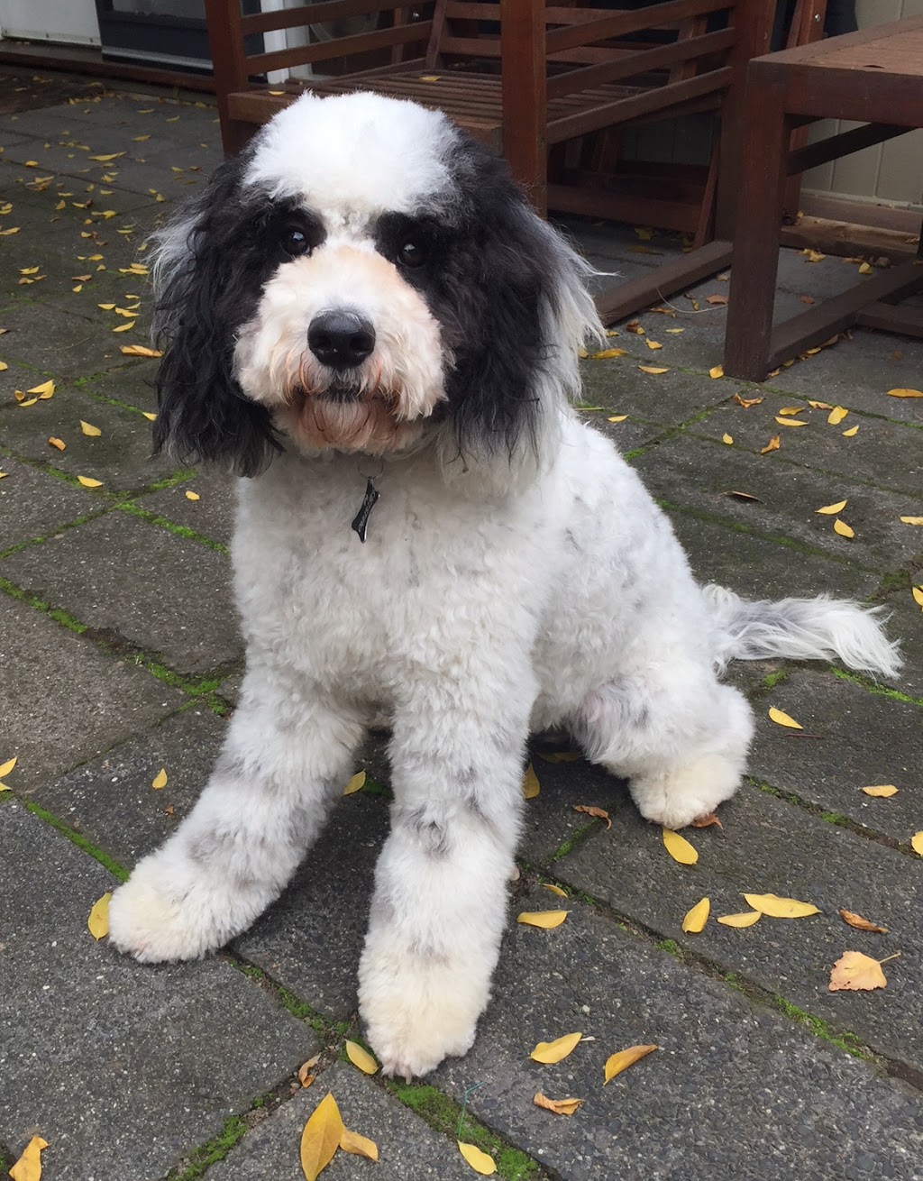 Fluffy Puppies Dog Grooming Pty Ltd | 50 Orchard Cres, Mont Albert North VIC 3129, Australia | Phone: 0408 184 298