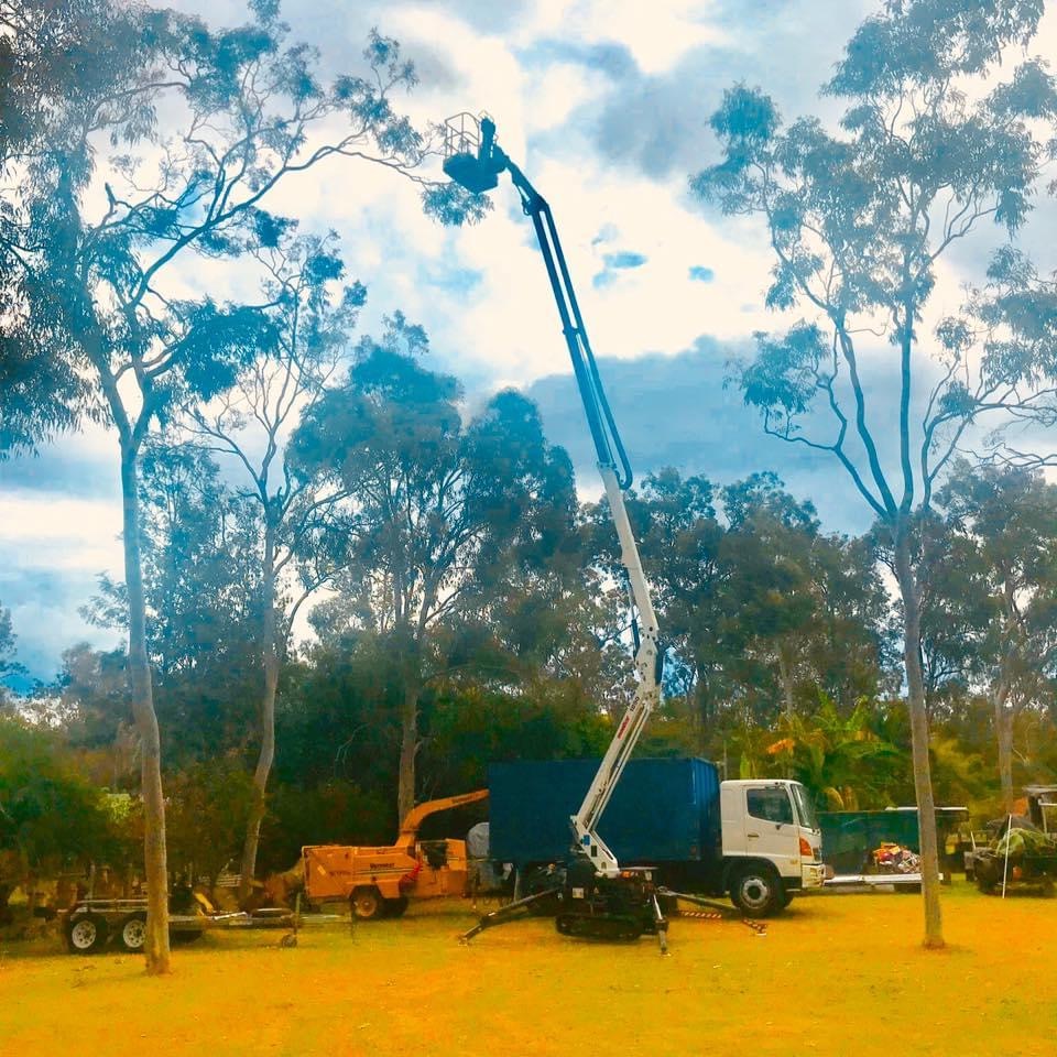 Boss Tree Services | Teviot Rd, South MacLean QLD 4280, Australia | Phone: 0401 868 468