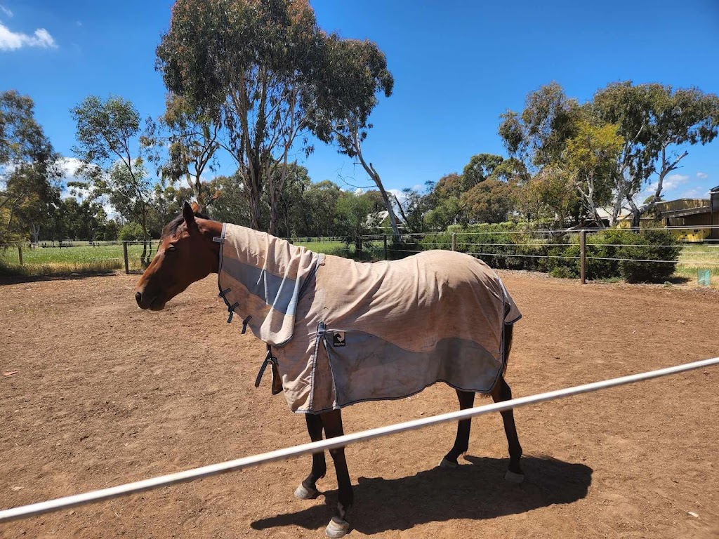 Beckworth Equine | 333 Kennedys Rd, Miners Rest VIC 3352, Australia | Phone: 0493 078 926