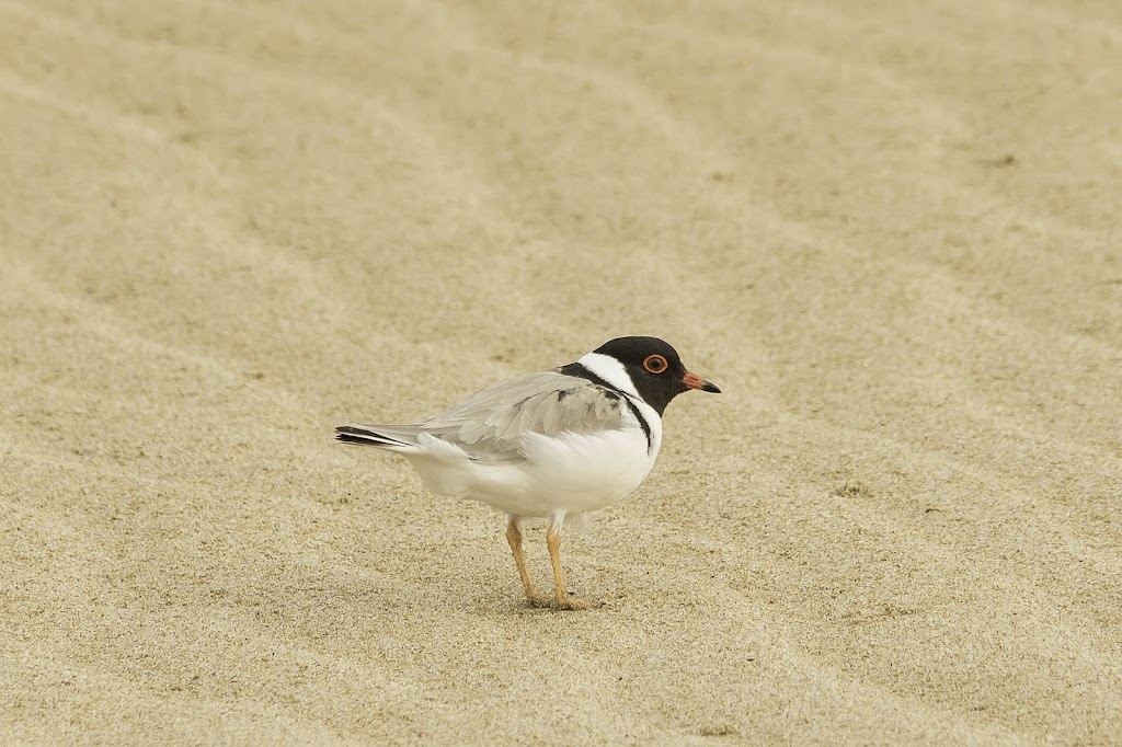 Colac Birder | 85 Sinclair St, Colac VIC 3250, Australia | Phone: 0410 556 592