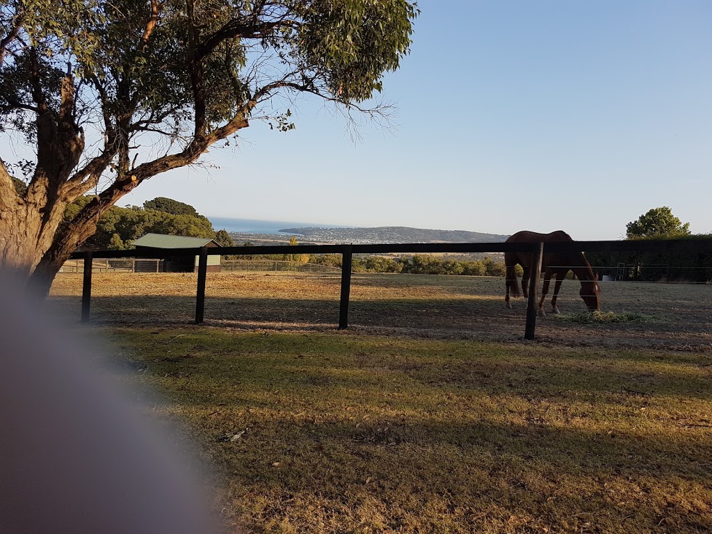 Morning Rise Stud | 12 Bowrings Rd, Red Hill VIC 3937, Australia | Phone: 0407 093 863