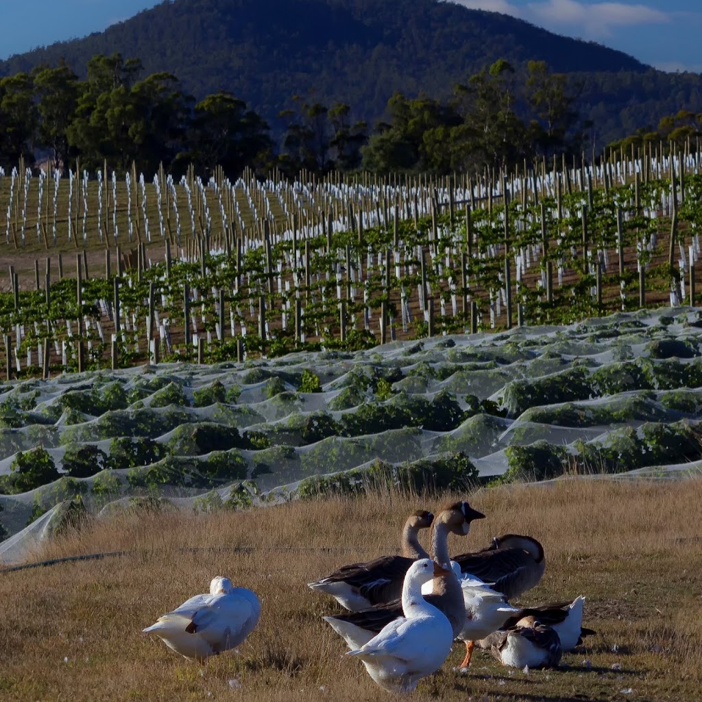 Russell and Suitor Wines | 1866 Pipers River Rd, Lower Turners Marsh TAS 7267, Australia | Phone: 0400 960 471