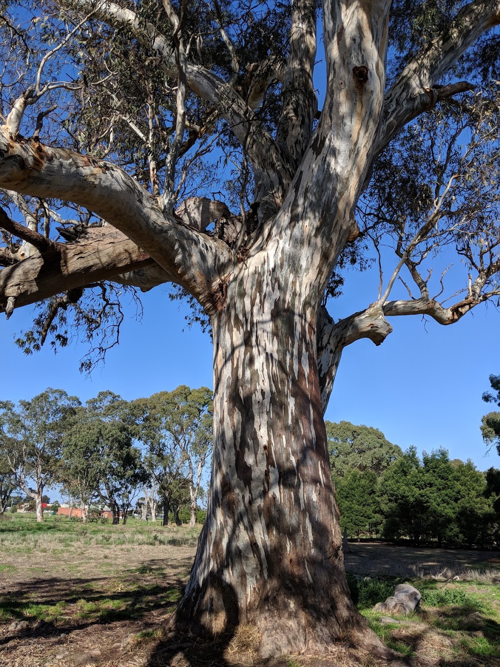 Braeside Redgum Picnic Area Car Park | park | 2, Braeside VIC 3195, Australia