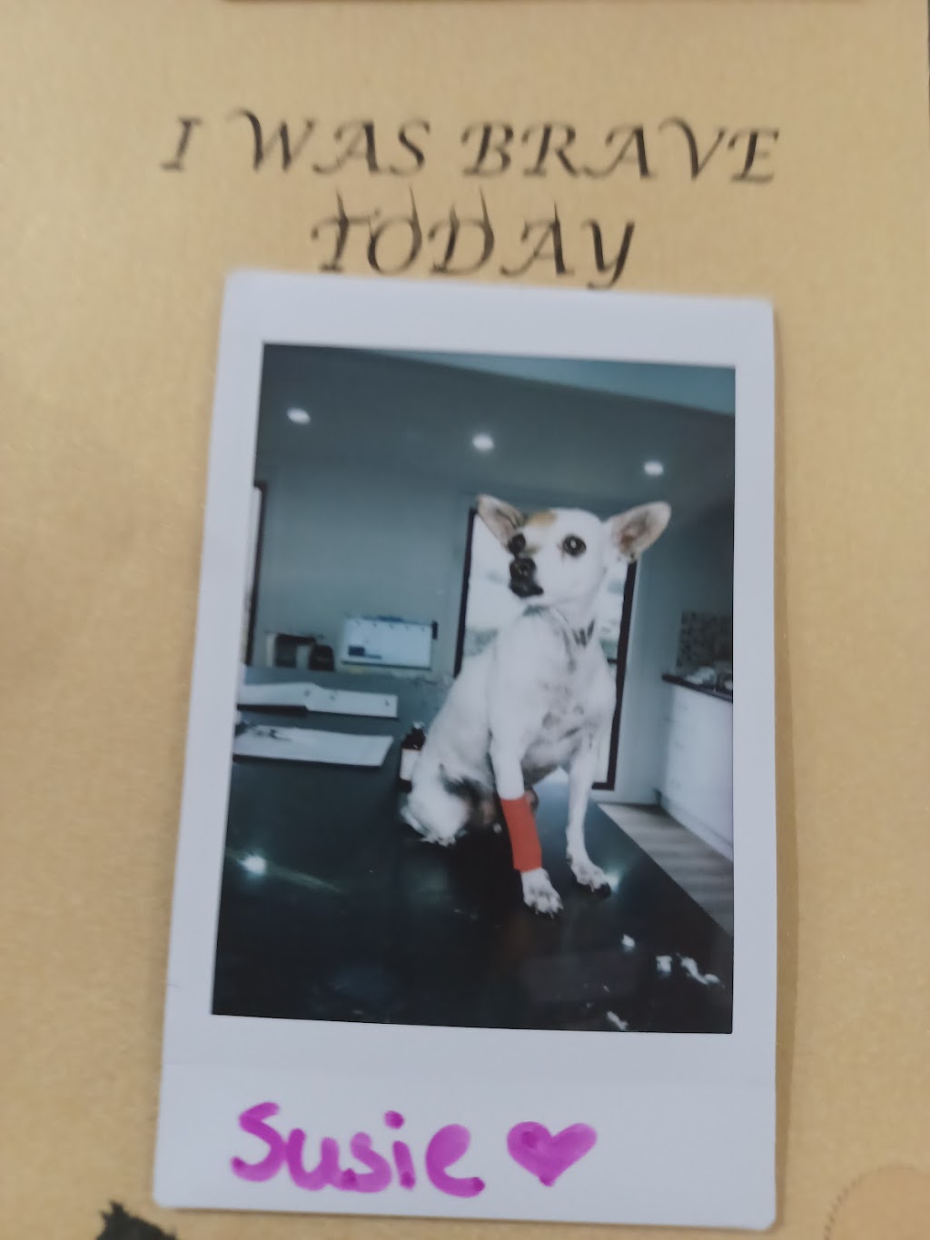 Kidman Way Veterinary Surgery | 19 Sturt St, Bourke NSW 2840, Australia | Phone: (02) 6870 1488