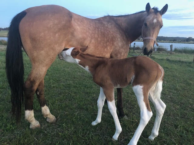 Coloured Performance Horses | 102 Main Rd, Cliftleigh NSW 2321, Australia | Phone: 0402 805 080