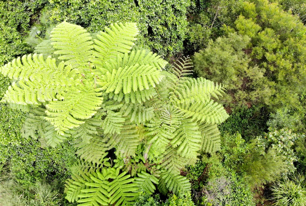 Woodland St Park Revegetation Project | Carindale QLD 4152, Australia