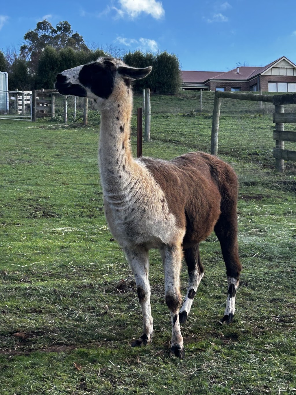 Burnarlook Llamas and Hazelnuts | 195 Mountain Rd, Gembrook VIC 3783, Australia | Phone: 0400 578 306