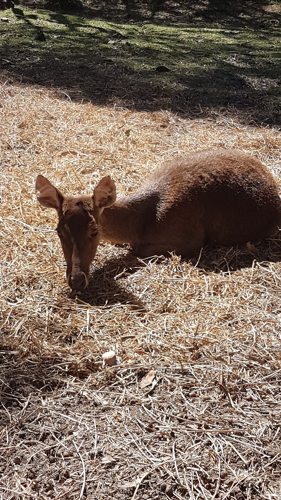 Deer Sanctuary | 6 Lyell Ct, Mount Samson QLD 4520, Australia | Phone: 0411 485 156