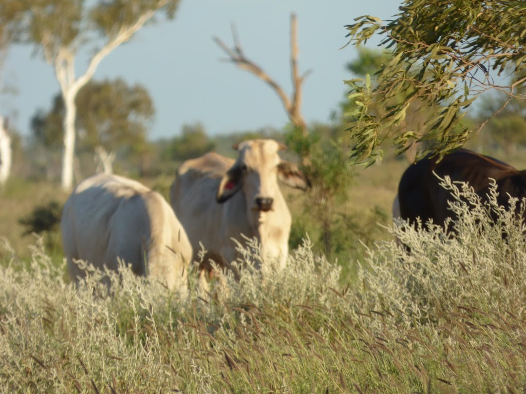 outdoor photography | 45 Porter Gardens, Leda WA 6170, Australia | Phone: 0439 409 957