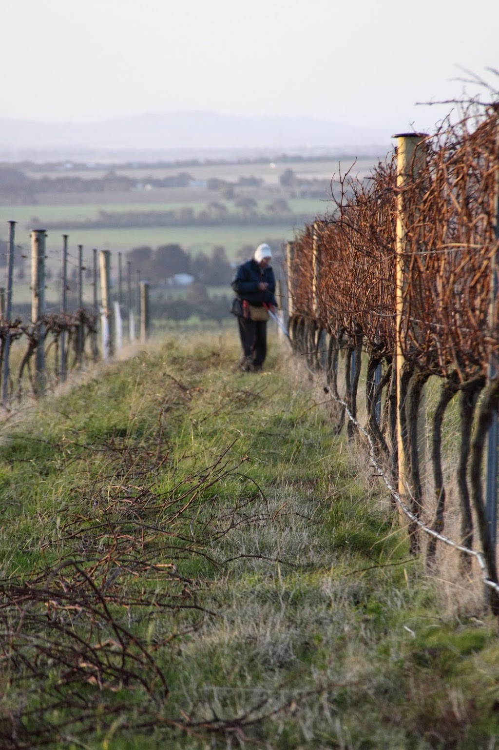 Barwon Ridge Wines | 50 Mcmullans Rd, Barrabool VIC 3221, Australia | Phone: 0418 324 632