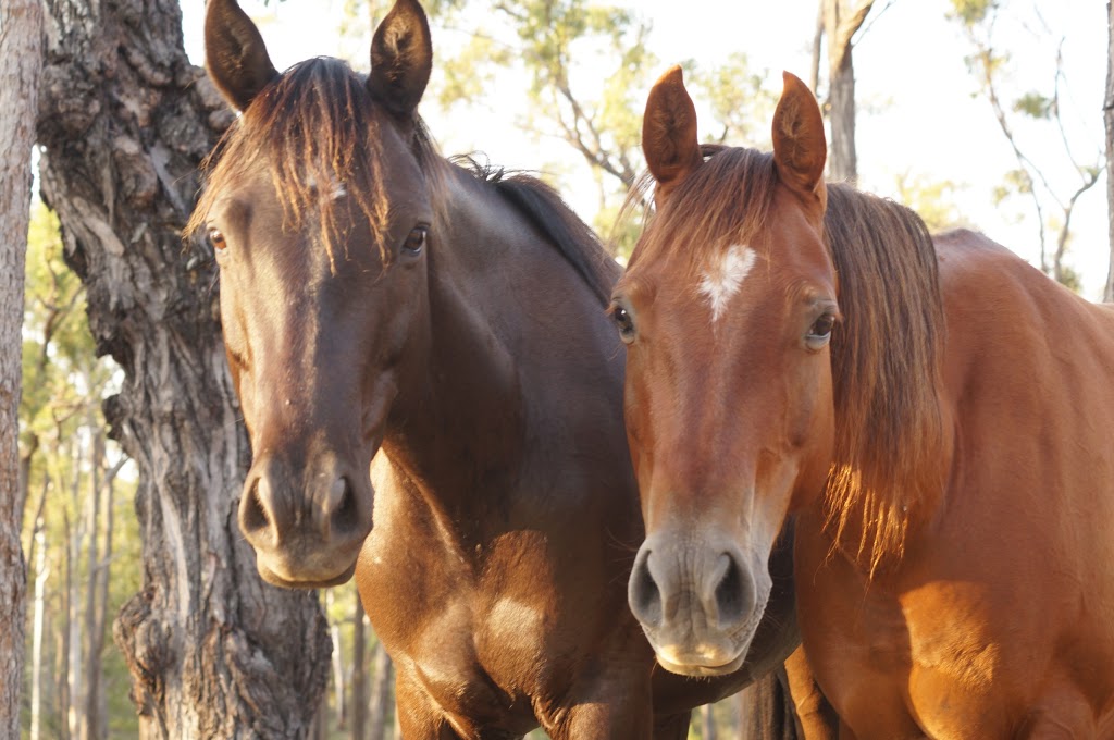 Capricorn Equestrian Centre | travel agency | 291 Mount Wheeler Rd, Cawarral QLD 4703, Australia | 0413483850 OR +61 413 483 850