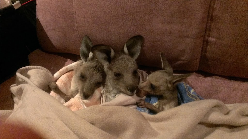 Woorinen South Wildlife Shelter | 66 Palmer St, Woorinen South VIC 3588, Australia | Phone: 0408 122 863