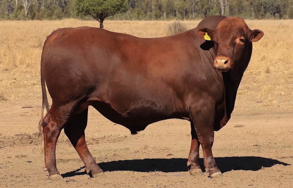 Bellfields | Bellfields, 1251 Bunya Hwy, Dalby QLD 4405, Australia | Phone: 0439 632 113