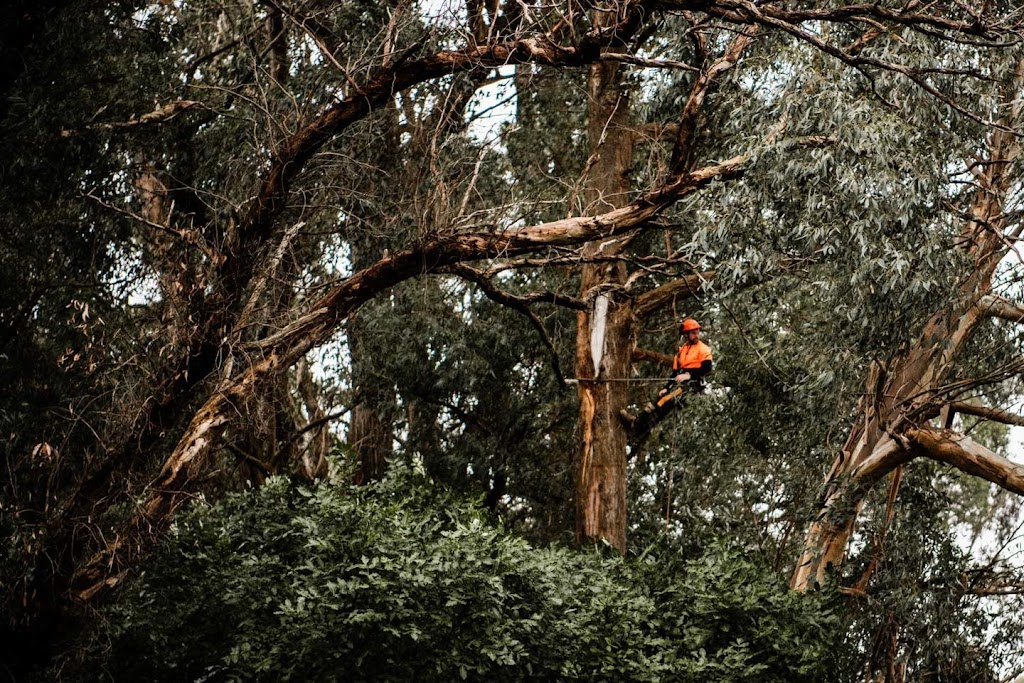 Tricky Tree Works |  | 76 Simons Ln, Leongatha South VIC 3953, Australia | 0407743895 OR +61 407 743 895