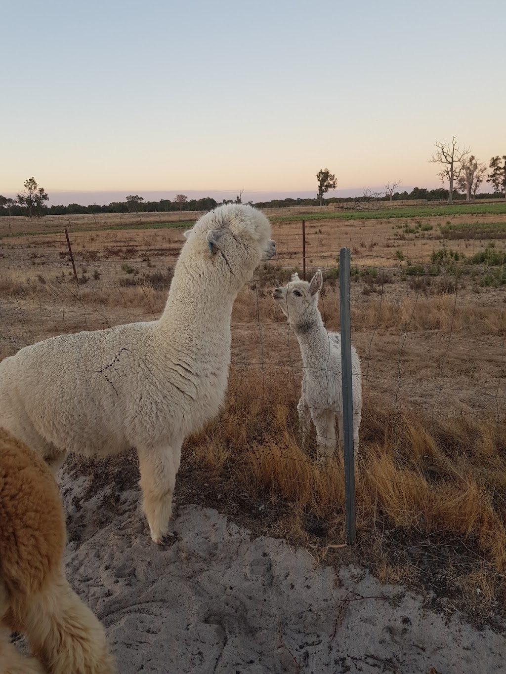 Amphora Park Alpacas | 140 Mills Rd, Blythewood WA 6208, Australia | Phone: 0457 771 972