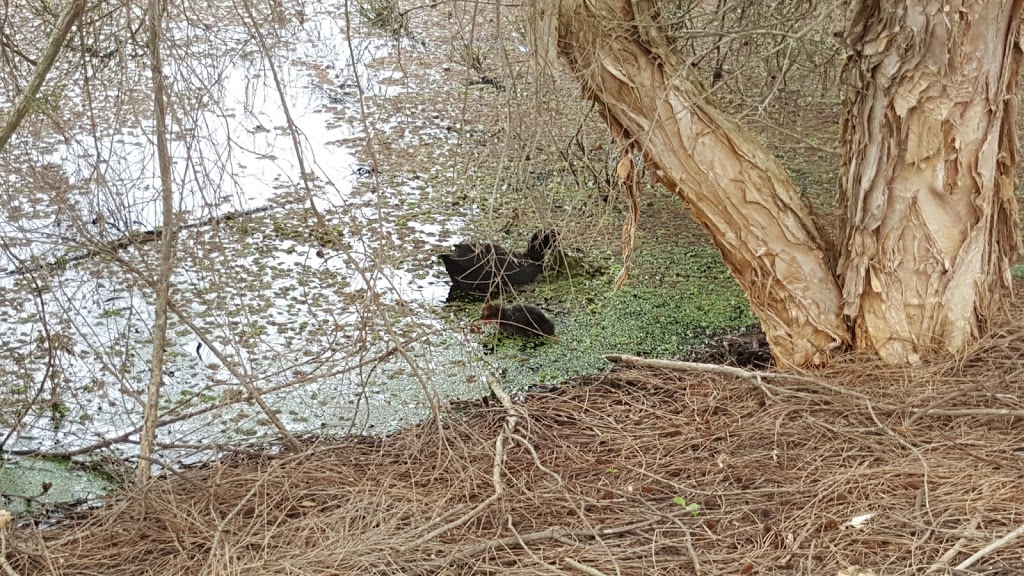 Baigup Wetlands | Bayswater WA 6053, Australia