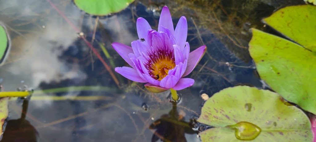 Water Lillies at Tamborine | 311 Tamborine Mountain Rd, Tamborine QLD 4270, Australia | Phone: 0408 021 601