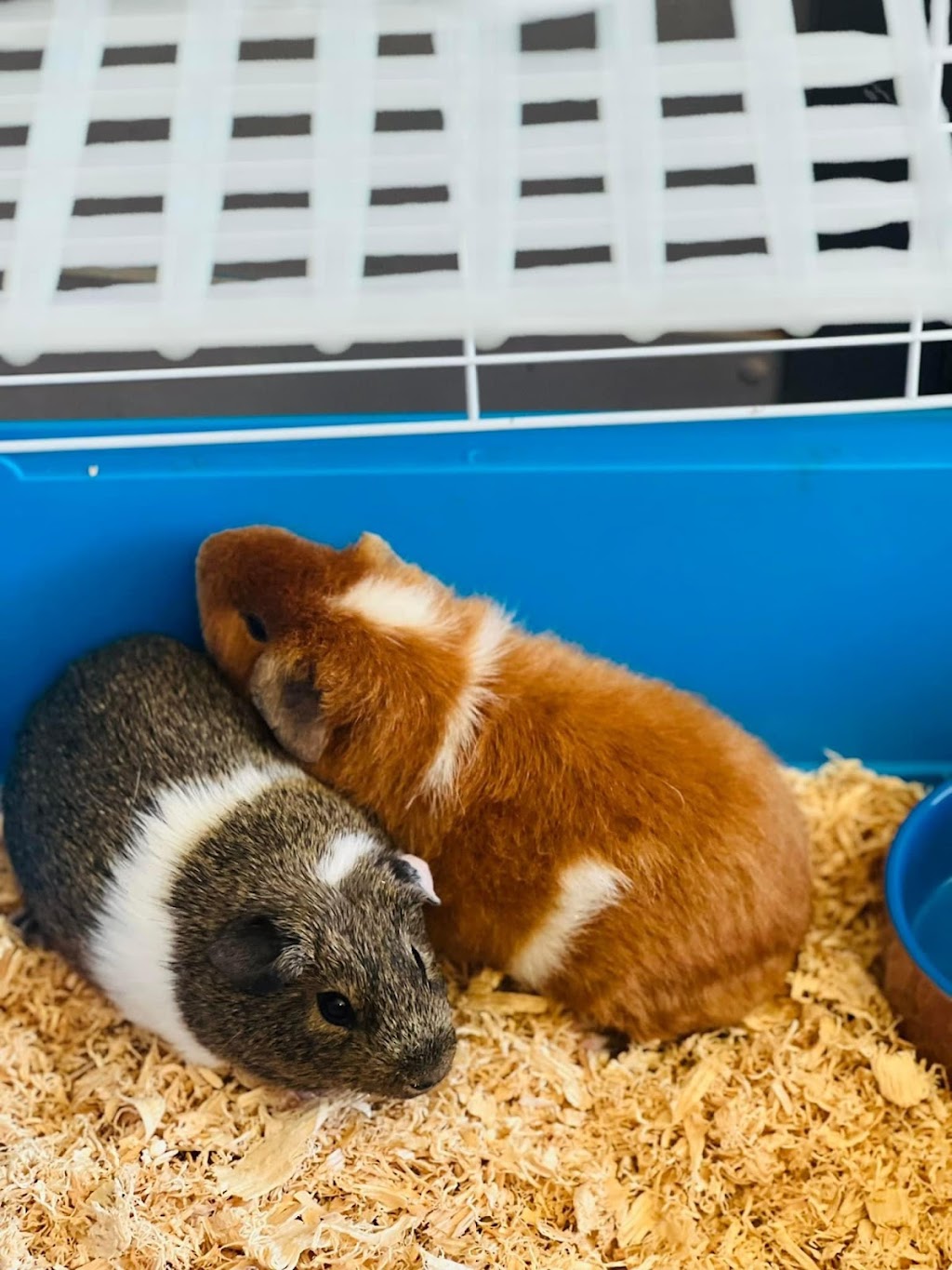 Little World for Scholars | 199 Warwick Rd, Churchill QLD 4305, Australia | Phone: (07) 3812 1210