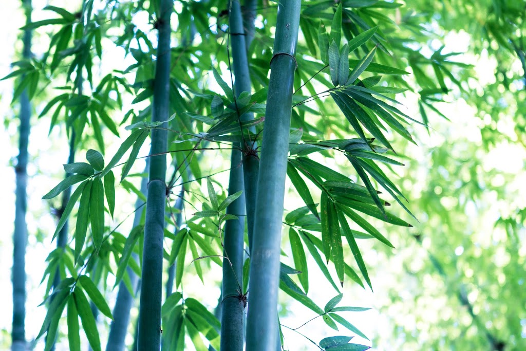 Bamboo Down Under Production Wholesale Nursery | 53 Bonogin Rd, Mudgeeraba QLD 4213, Australia | Phone: (07) 5530 2621