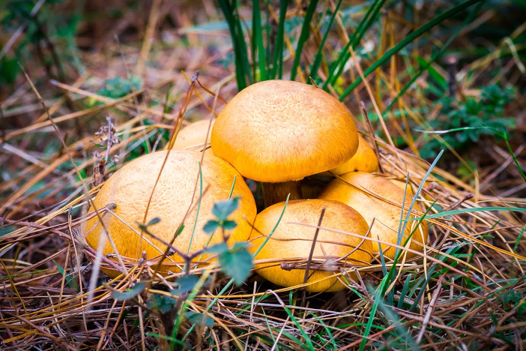 Belanglo State Forest | Belanglo NSW 2577, Australia