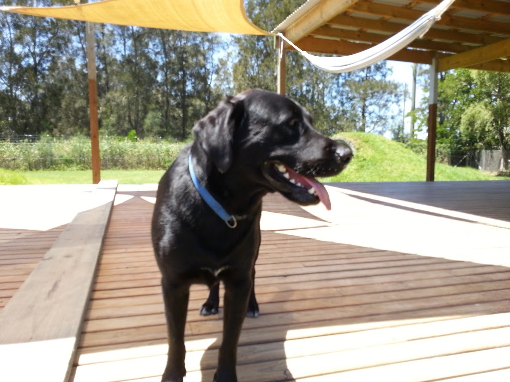 Calm Dog Boarding Kennels | 545 Fullerton Cove Rd, Fullerton Cove NSW 2318, Australia | Phone: (02) 4965 0056