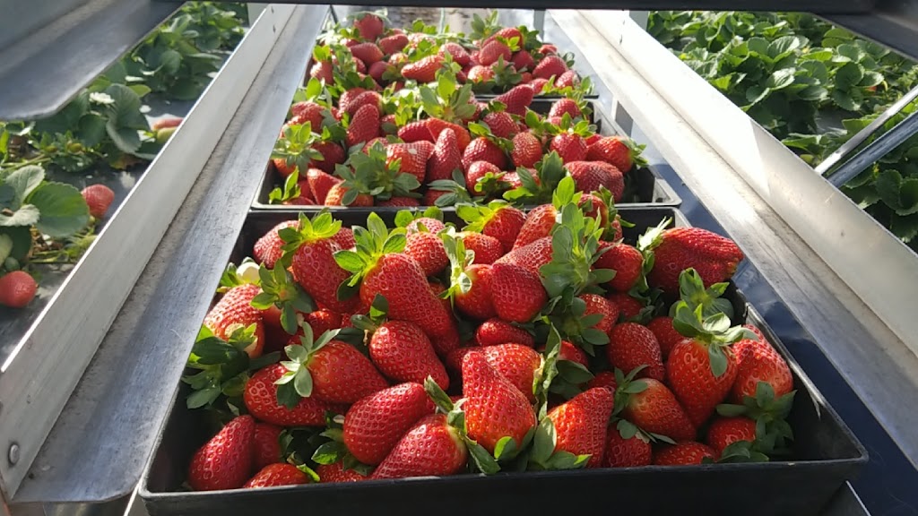 Russell Farm Strawberry | 467 Russell Rd, Munster WA 6166, Australia | Phone: 0430 439 670