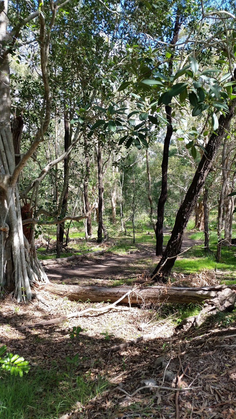 Manning Esplanade Dog Off Leash Area | park | Thornlands QLD 4164, Australia | 0738298999 OR +61 7 3829 8999