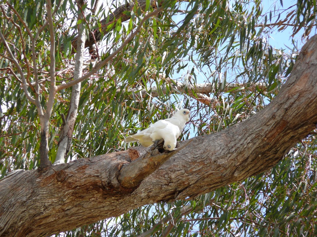 Gleeson Park | park | Stanthorpe QLD 4380, Australia