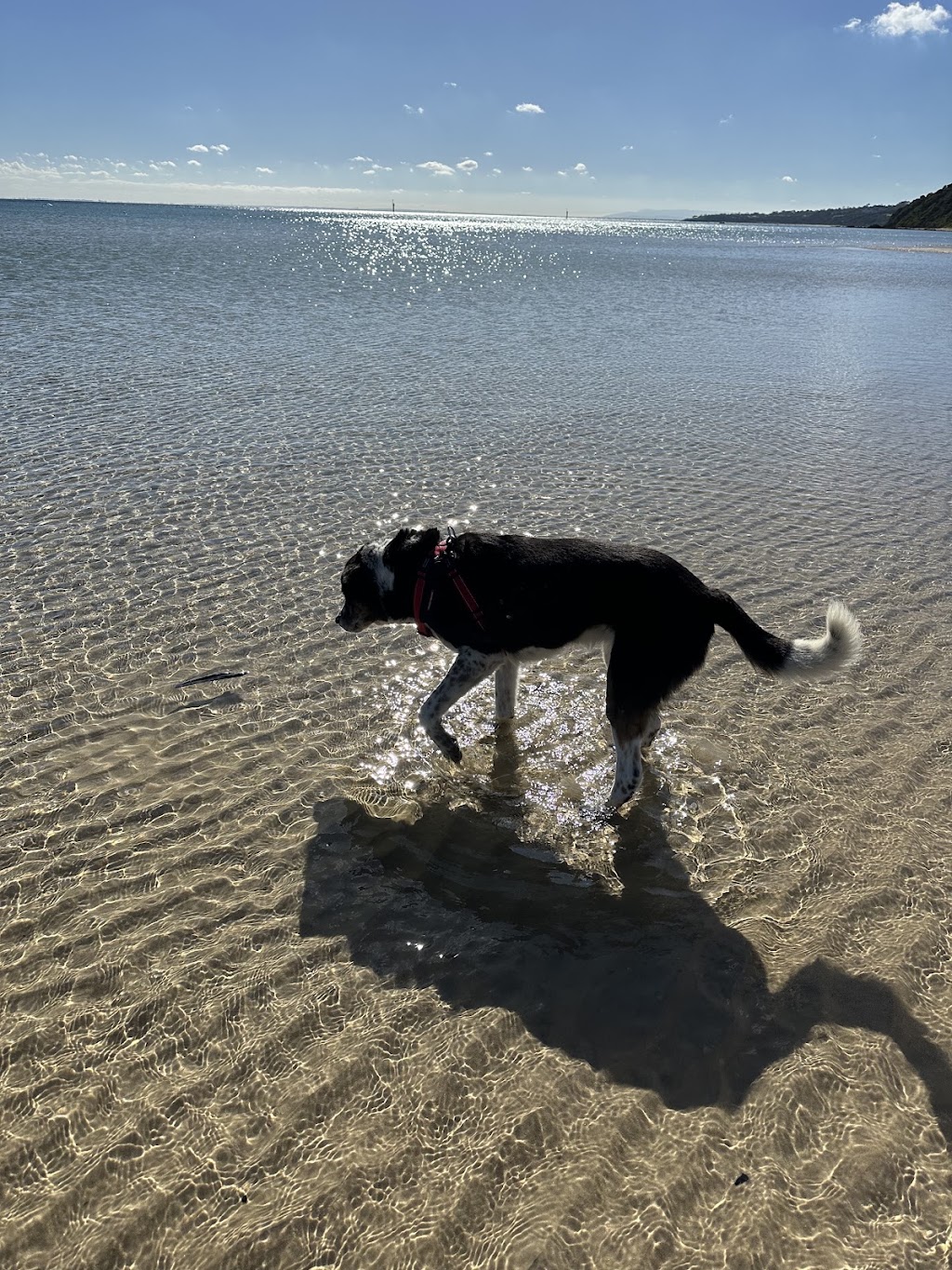 Rainbow Bridge - In-Home Pet Euthanasia | 10 S Beach Rd, Somers VIC 3927, Australia | Phone: 0499 315 689