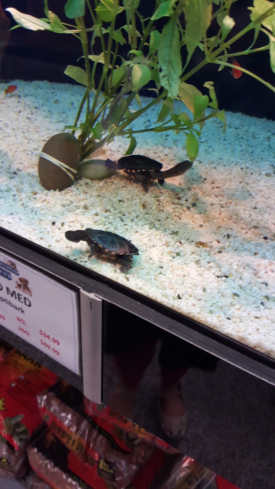 Macarthur Pets & The Reptile Shop | Unit 13/2-64 Steer Rd, Gregory Hills NSW 2557, Australia | Phone: (02) 4647 1141