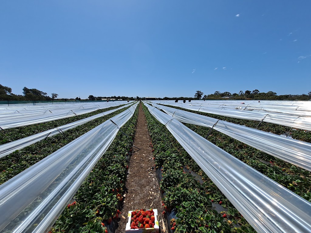 My strawberry farm - pick your own |  | 71 Stoney Rd, Gnangara WA 6077, Australia | 0409112247 OR +61 409 112 247