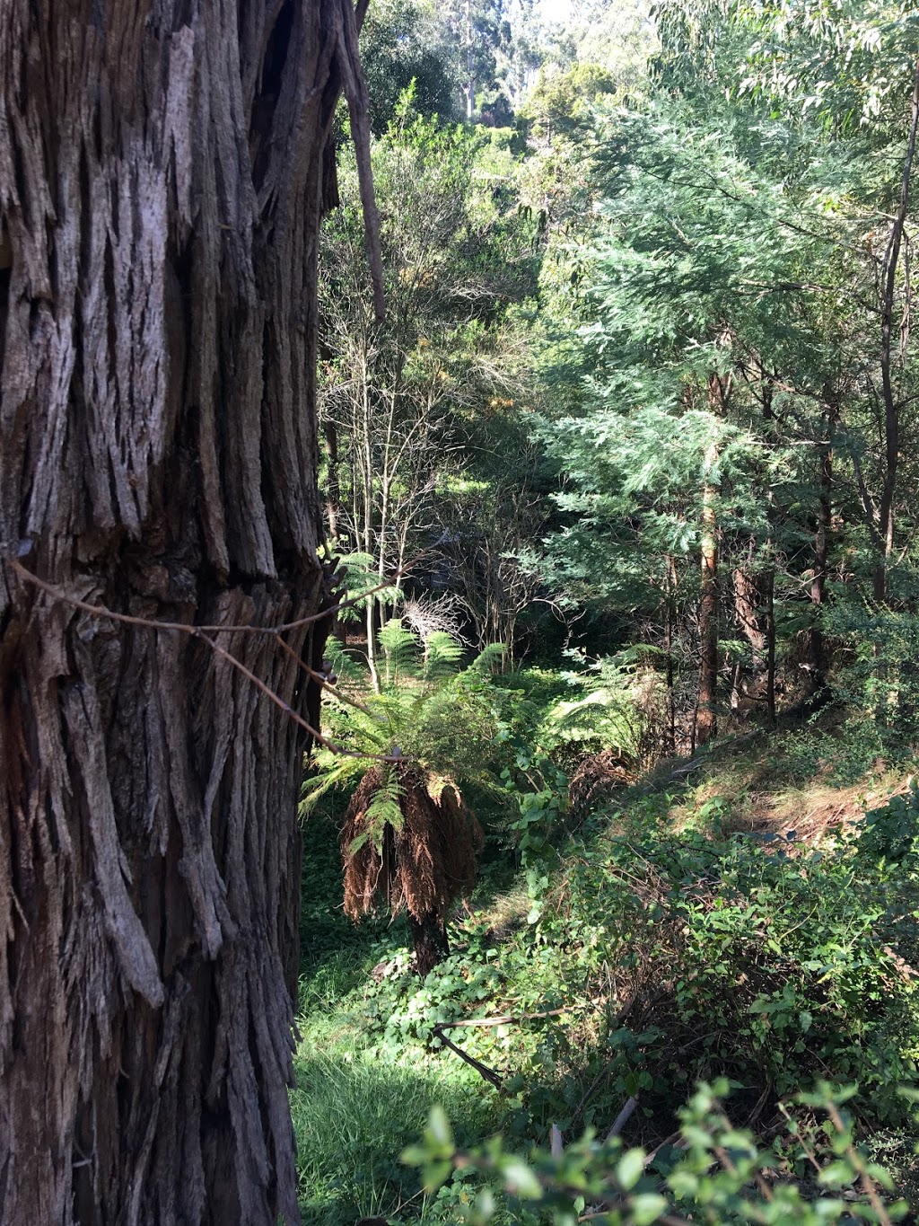 Clematis Bushland Reserve | park | 60 Monbulk Rd, Belgrave VIC 3160, Australia