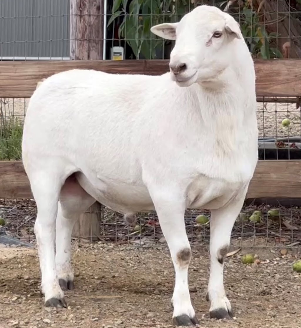 Lartunga Hollow Australian White Sheep Stud | 181 Moss Smith Rd, Eden Valley SA 5235, Australia | Phone: 0447 014 944