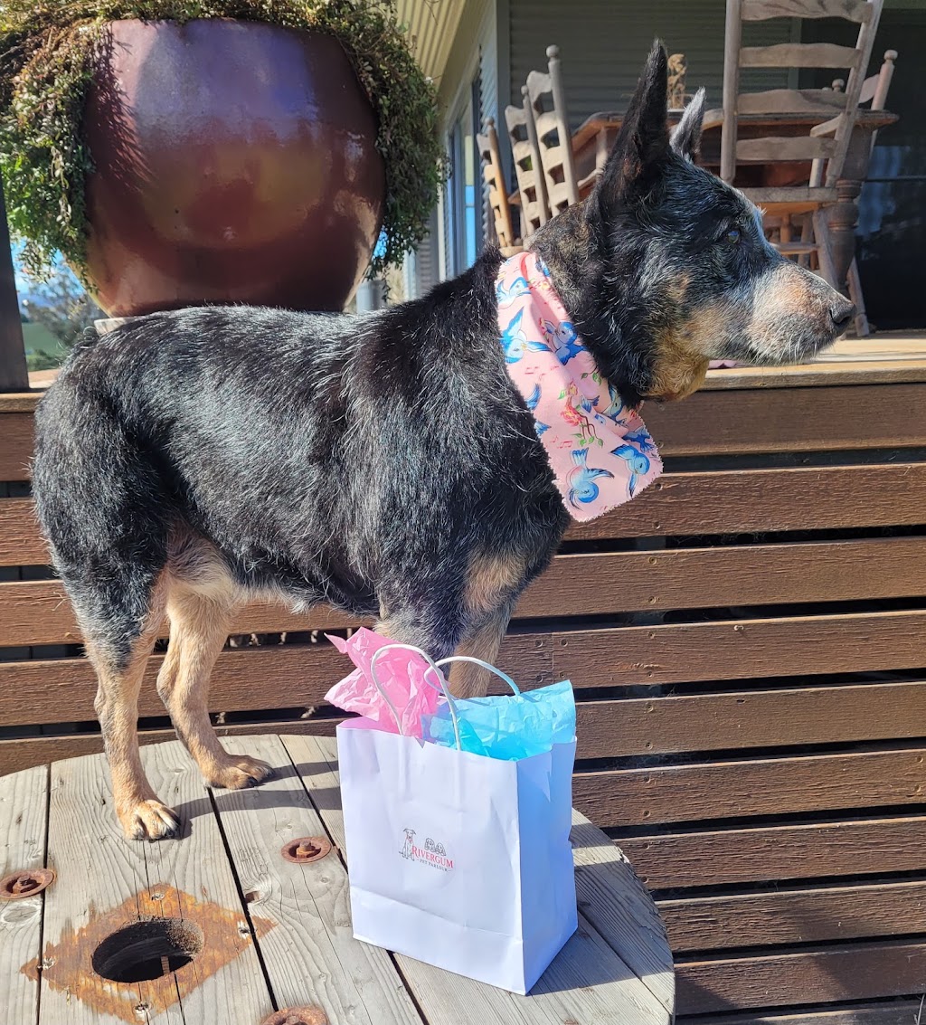 Rivergum Pet Parlour | 106 Queen St, Redbournberry NSW 2330, Australia | Phone: 0458 406 230