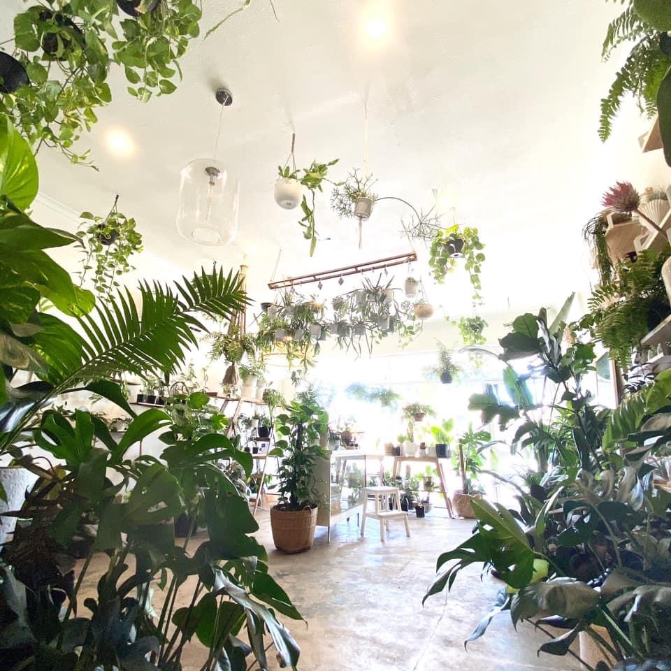 Green Empire St 〰️ Indoor Plant Specialist | home goods store | 89 McIntyre Rd, Sunshine North VIC 3020, Australia | 0478157001 OR +61 478 157 001