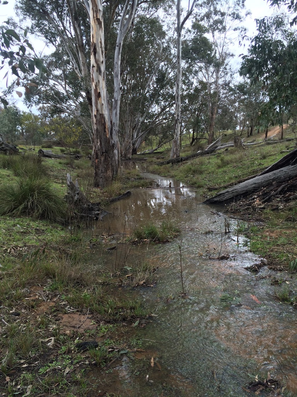 "Crowie" - Munmurra Angus | 1320 Durridgerie Rd, Turill NSW 2850, Australia | Phone: 0417 322 436