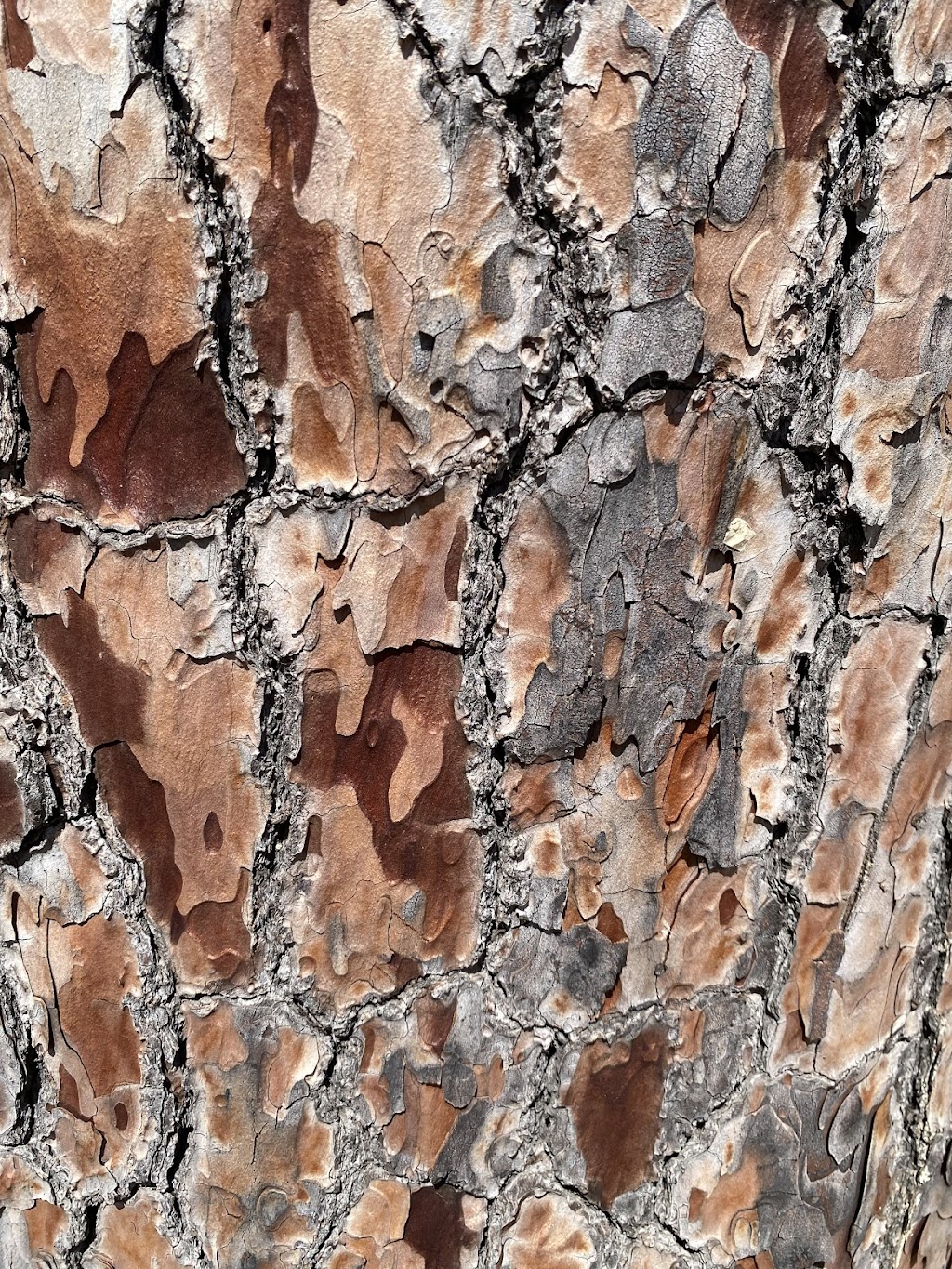 Bruce’s Royal Tree | 16 Siege St, Glenrowan VIC 3675, Australia | Phone: 0493 525 707