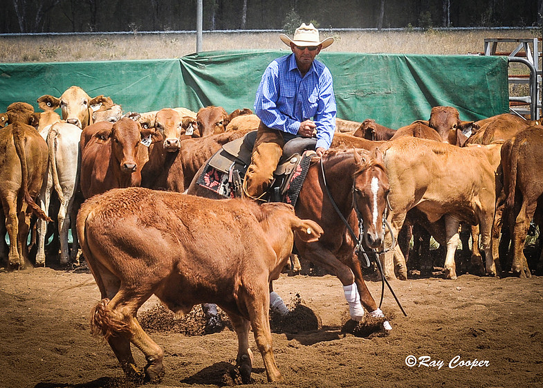 JR Cutting & Performance Horses | 682 Old Mount Beppo Rd, Toogoolawah QLD 4313, Australia | Phone: 0432 411 257