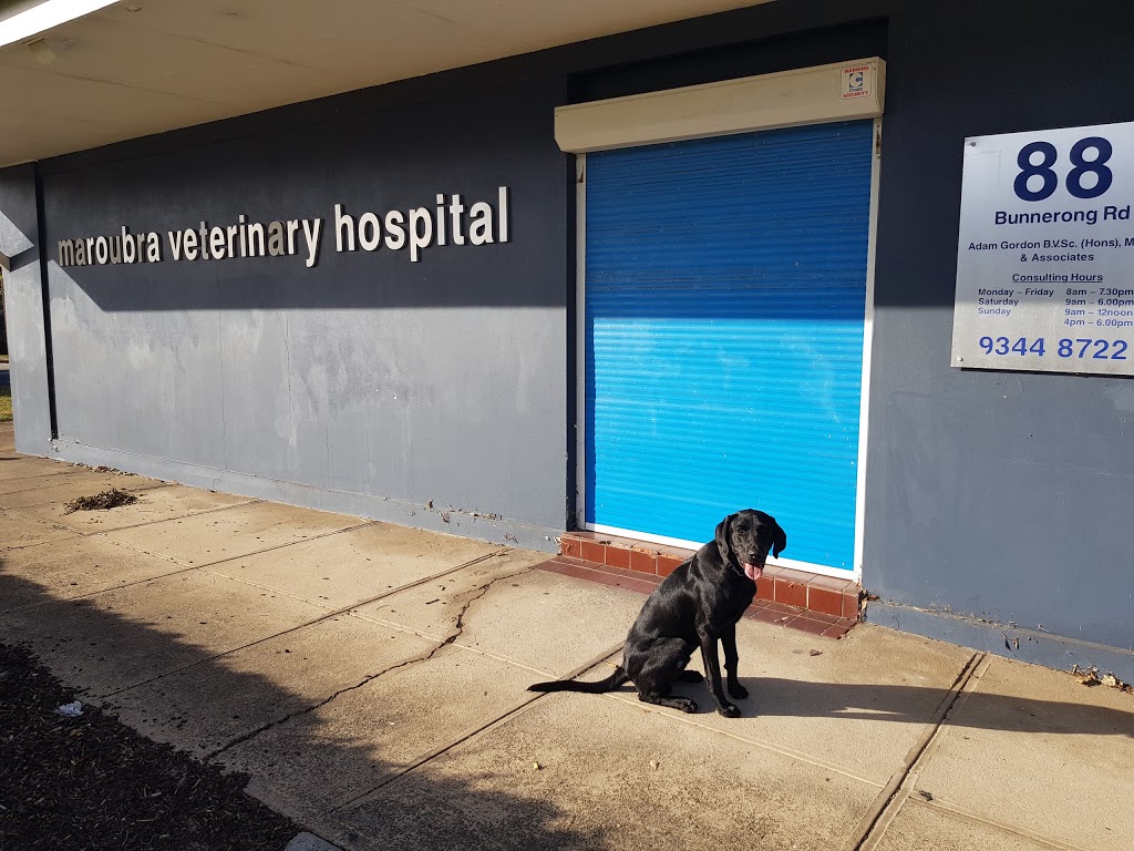 Maroubra Veterinary Hospital | veterinary care | 88 Bunnerong Rd, Pagewood NSW 2135, Australia | 0293448722 OR +61 2 9344 8722